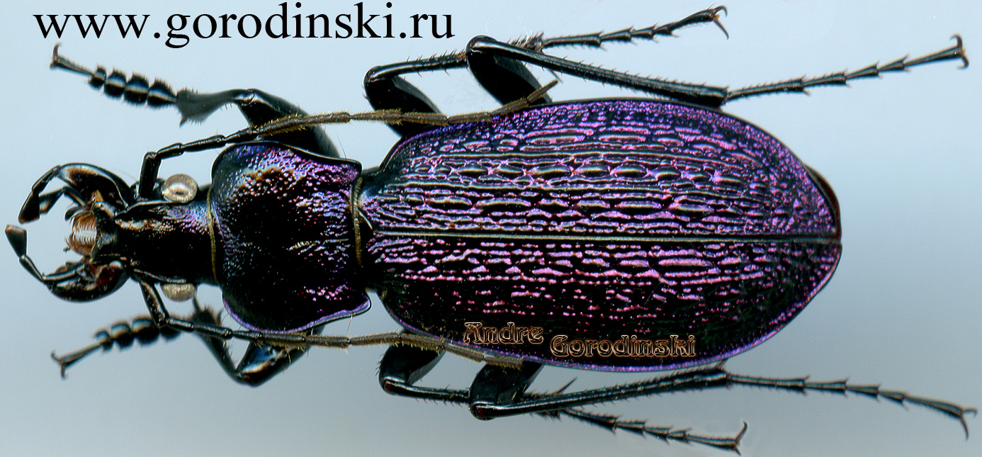 http://www.gorodinski.ru/carabus/Sphodristocarabus janthinus dvorshaki.jpg